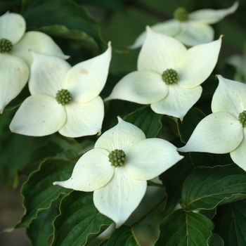 Cornus kousa 'Madame Butterfly' (030693)