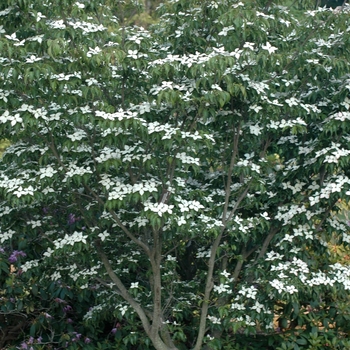 Cornus kousa 'Dwarf Pink' (030703)