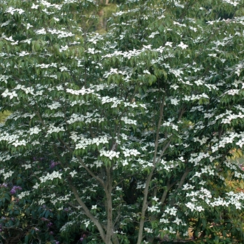 Cornus kousa 'Dwarf Pink' (030704)