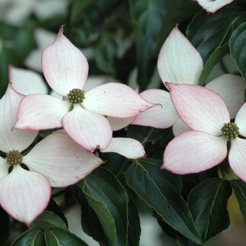 Cornus kousa 'Dwarf Pink' (030705)