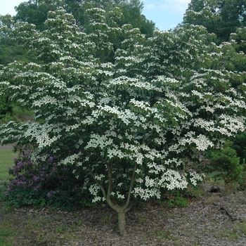 Cornus kousa 'Dwarf Pink' (030706)