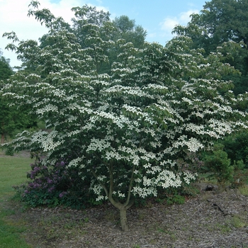 Cornus kousa 'Dwarf Pink' (030707)