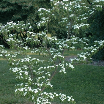 Cornus kousa 'Square Dance' (030715)