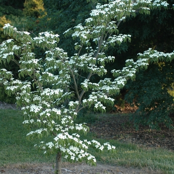 Cornus kousa 'Square Dance' (030716)