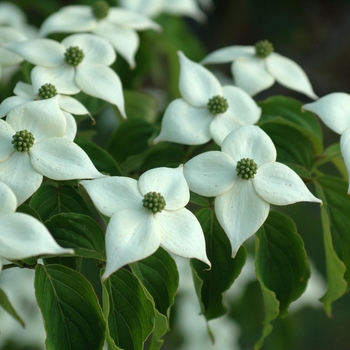 Cornus kousa 'Square Dance' (030717)