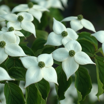 Cornus kousa 'Square Dance' (030718)