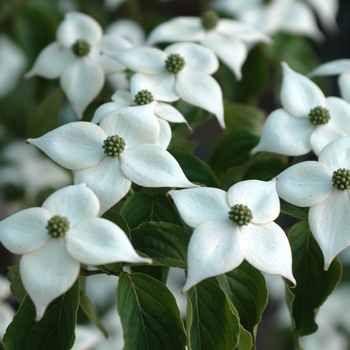 Cornus kousa 'Square Dance' (030719)