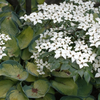 Cornus kousa 'Temple Jewel' (030731)