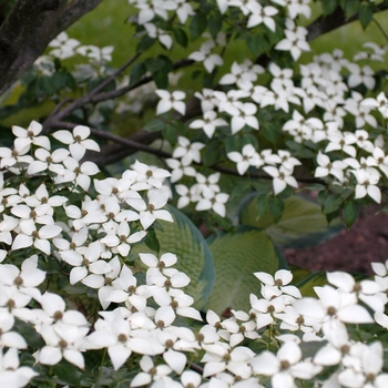 Cornus kousa 'Temple Jewel' (030732)