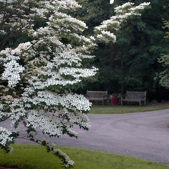 Cornus kousa 'Temple Jewel' (030734)