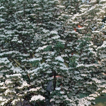 Cornus kousa 'Temple Jewel' (030735)