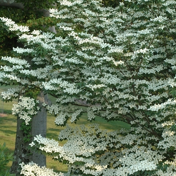 Cornus kousa 'Temple Jewel' (030736)