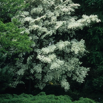 Cornus kousa chinensis '' (030739)