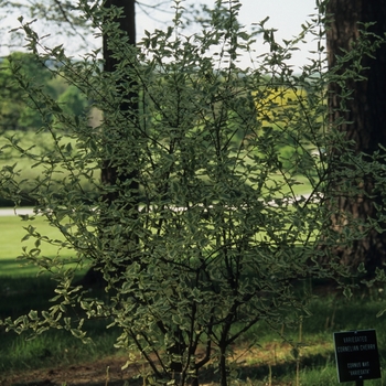 Cornus mas 'Variegata' (030741)