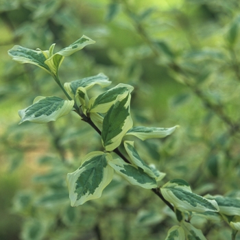 Cornus mas 'Variegata' (030743)