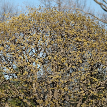 Cornus mas 'Variegata' (030744)