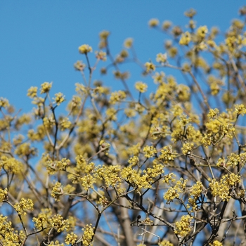 Cornus mas 'Variegata' (030745)