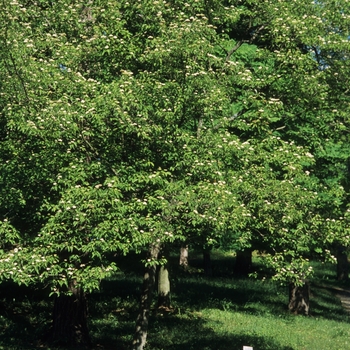 Cornus racemosa '' (030749)