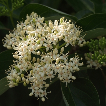 Cornus racemosa '' (030750)