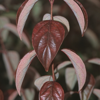 Cornus racemosa 'Geazam' (030755)