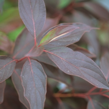 Cornus racemosa 'Muskingum' (030759)