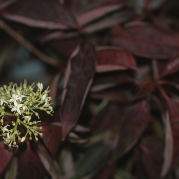 Cornus racemosa 'Muskingum' (030760)