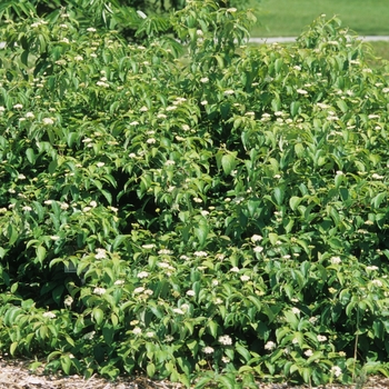 Cornus sericea 'Flaviramea' (030763)