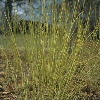 Cornus sericea 'Flaviramea' (030765)