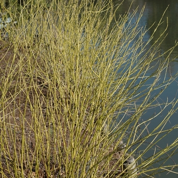 Cornus sericea 'Flaviramea' (030766)