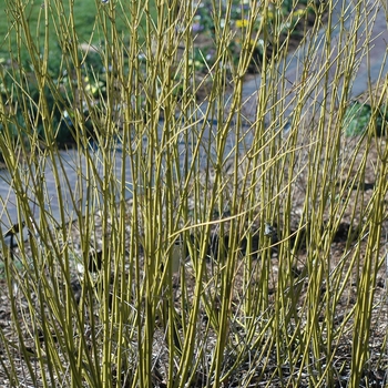 Cornus sericea 'Flaviramea' (030767)