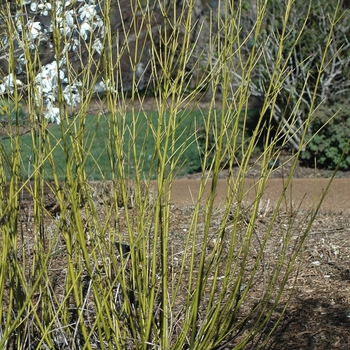 Cornus sericea 'Flaviramea' (030768)