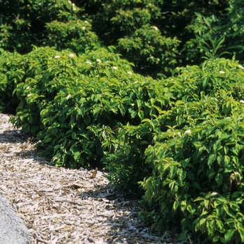 Cornus sericea 'Kelseyi' (030770)