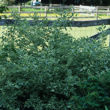 Cornus sericea 'Silver and Gold' (030771)