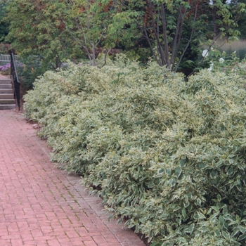 Cornus sericea 'Silver and Gold' (030772)