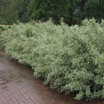 Cornus sericea 'Silver and Gold' (030773)