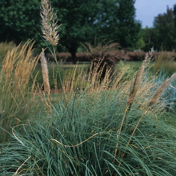 Cortaderia selloana 'Patagonia' (030778)