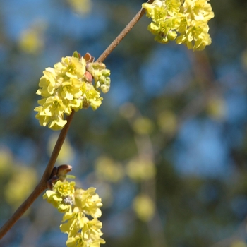 Corylopsis sinensis '' (030793)