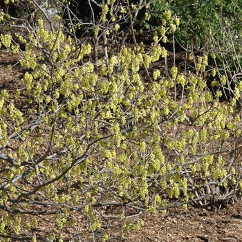 Corylopsis sinensis '' (030794)