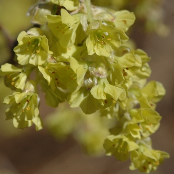 Corylopsis sinensis '' (030795)