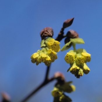 Corylopsis spicata '' (030798)