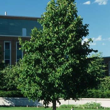 Corylus colurna '' (030806)