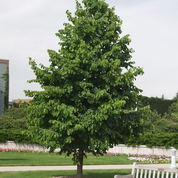 Corylus colurna '' (030809)