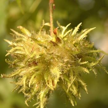 Corylus colurna '' (030810)