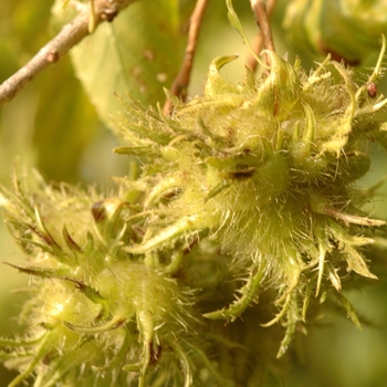 Corylus colurna '' (030811)