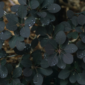 Cotinus coggygria 'Royal Purple' (030821)