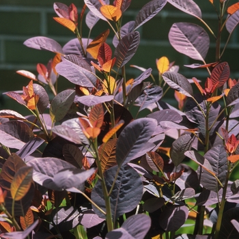 Cotinus coggygria 'Velvet Cloak' (030823)