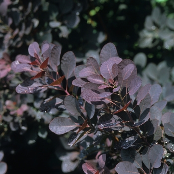 Cotinus coggygria 'Velvet Cloak' (030824)