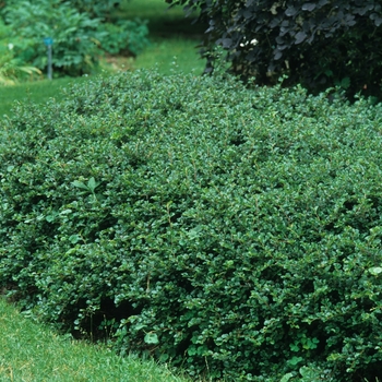 Cotoneaster apiculatus '' (030838)