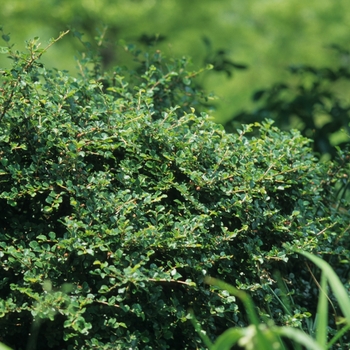 Cotoneaster apiculatus '' (030839)