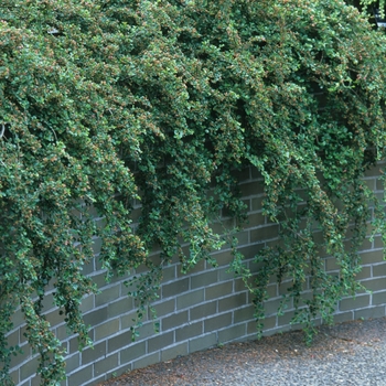 Cotoneaster apiculatus '' (030841)